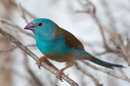 Blue waxbill bird from Africa perched on a branch