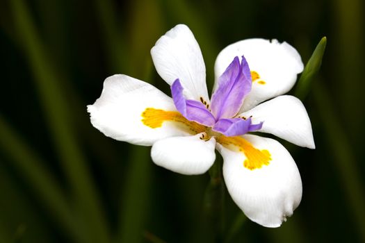 Pretty African iris plant bloom or flower