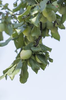 Plum tree with fruit growing in the garden, on the sky background