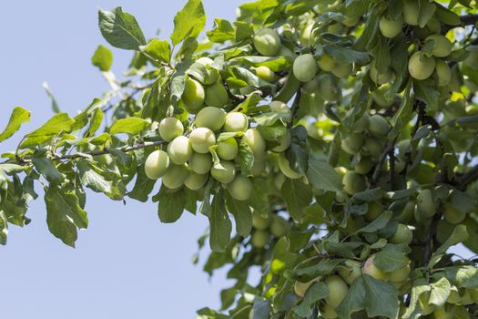 Plum tree with fruit growing in the garden, on the sky background