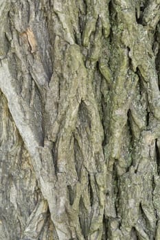 Closeup texture old wood bark used as a background.