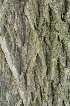 Closeup texture old wood bark used as a background.