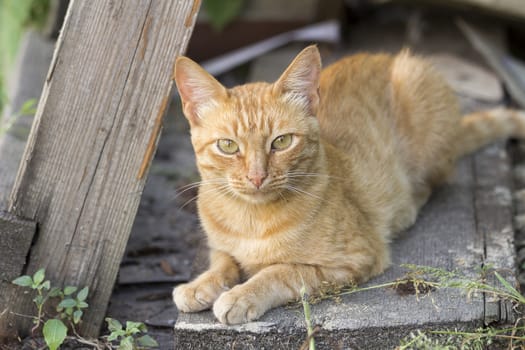 Red cat sits on a wooden board in the garden summer day