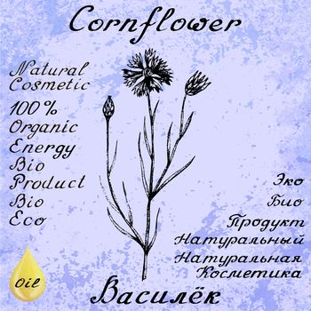 Cornflower hand drawn sketch botanical illustration. Vector illustation. Medical herbs. Lettering in English and Russian languages. Grunge background. Oil drop