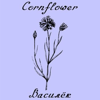 Cornflower hand drawn sketch botanical illustration. Vector illustation. Medical herbs. Lettering in English and Russian languages