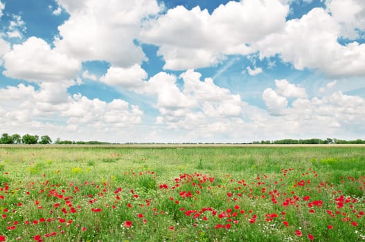 beautiful wheat field and blue cloudy sky