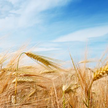 Wheat field and blue sky with clouds