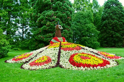 flower garden. Peacock Flowerbed. 