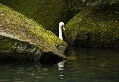 White swan floating on the surface of the water in the lake in the woods.