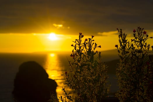 wild atlantic way sunset over the ballybunion county kerry coastline with wild flowers in foreground