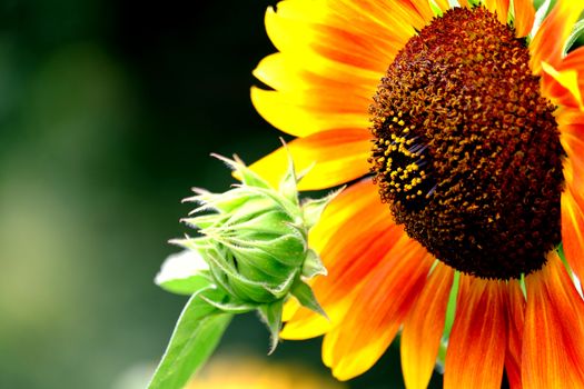 close up of orange and green sunflower.JPG