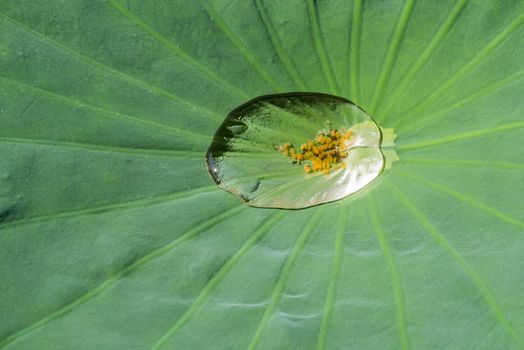 Drop of water on a lotus leaf