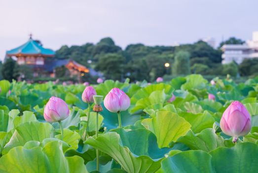 Lotus pond at ueno park