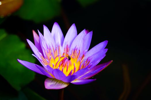 purple lotus in the pond