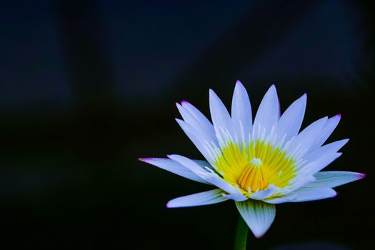 white lotus on black background