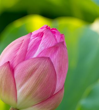 Water lily in Ueno Park