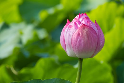 Water lily in Ueno Park