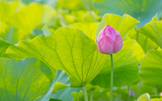 Water lily in Ueno Park