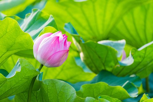 Water lily in Ueno Park