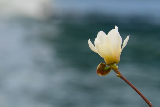 Close up white magnolia flower