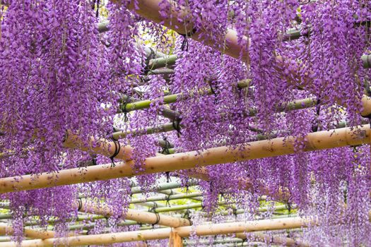 Beautiful flowers of wisteria(fuji)