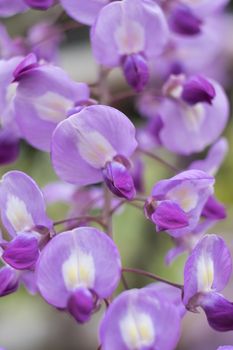 Beautiful flowers of wisteria(fuji)