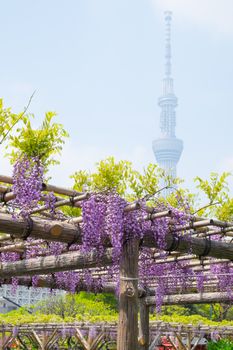 Beautiful flowers of wisteria(fuji)