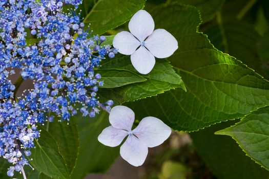 Blue and white hydrangea flower