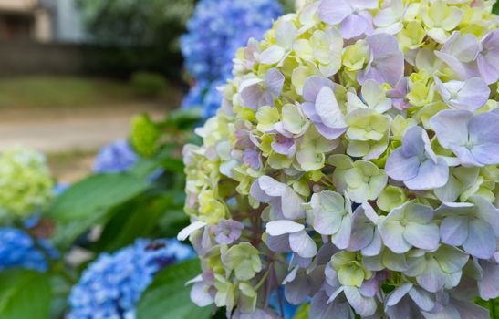 Yellow and purple hydrangea flower