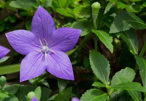 Purple flowers in the garden