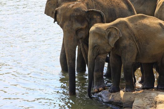 Family of Indian elephants. Pinnawela Elephant Orphanage on Sri Lanka