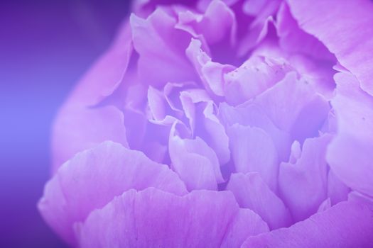 Closeup of peony flowers. fragment of pink peony. peony flower