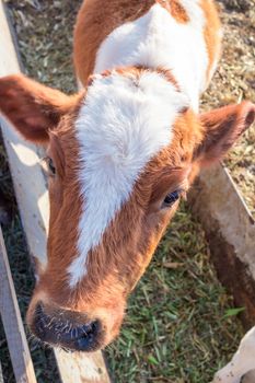 Red baby cow calf standing at stall at farm countryside
