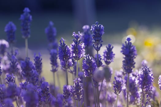 Beautiful Violet Flowers.little summer flower