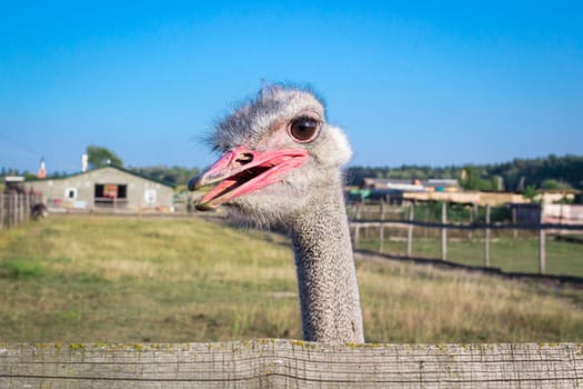 Ostrich birds on ostrich farm countryside