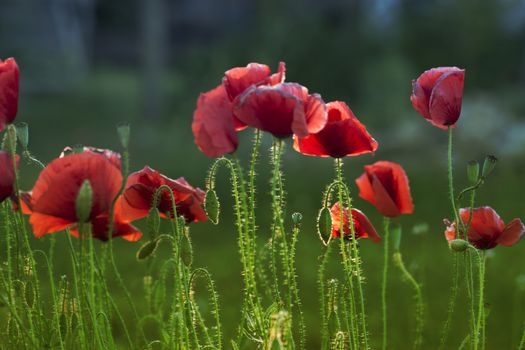 Close up poppy head. red poppy. Red poppy flowers field, close up. Red poppy on green weeds field.