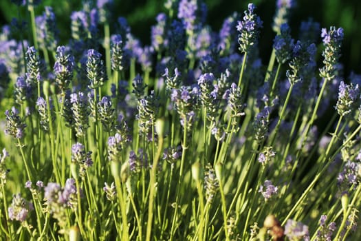 Beautiful Violet Flowers.little summer flower