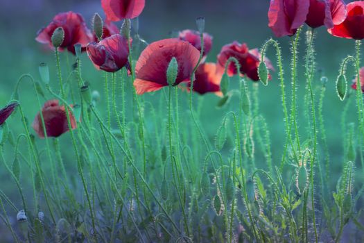 Close up poppy head. red poppy. Red poppy flowers field, close up. Red poppy on green weeds field.