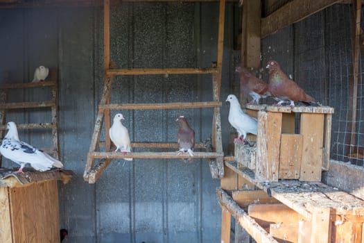 Pigeons sit on perches at roost at farm countryside