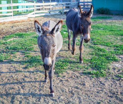 Donkey feeds and walks at animal farm countryside