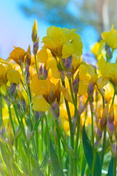 yellow spring flowers in a garden. iris flower