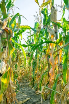 Corn plants on farm field in village