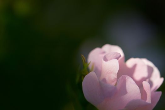 Close-up of a dog rose (wild rose), Rosa canina, with green leaves on a blurry background.