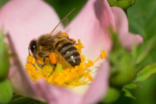 spring (summer) rose flower and bee. Bee on a flower