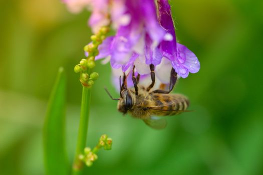 spring (summer) lilac (purple) flower and bee. Bee on a flower