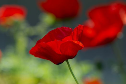 Red poppy on green weeds field. Poppy flowers.