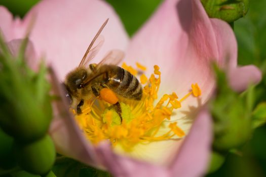 spring (summer) rose flower and bee. Bee on a flower