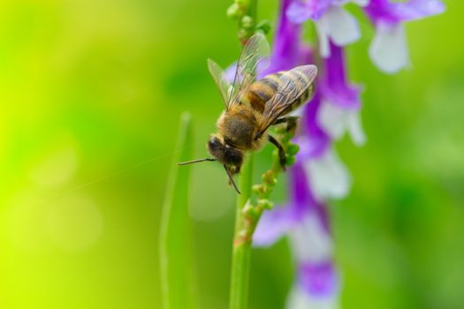 spring (summer) lilac (purple) flower and bee. Bee on a flower