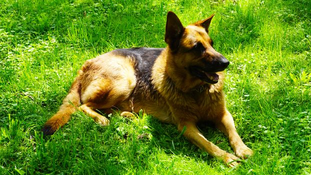 dog alsatian sitting on the filed