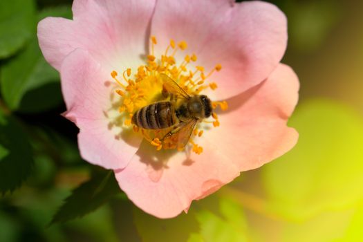 spring (summer) rose flower and bee. Bee on a flower